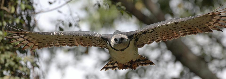 Harpy Eagle, Species Facing Extinction
