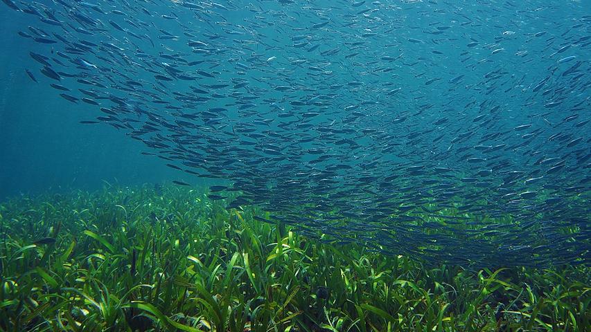 Marine Biology, Ecology and Conservation - University of Plymouth